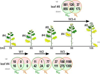 Divergent N Deficiency-Dependent Senescence and Transcriptome Response in Developmentally Old and Young Brassica napus Leaves